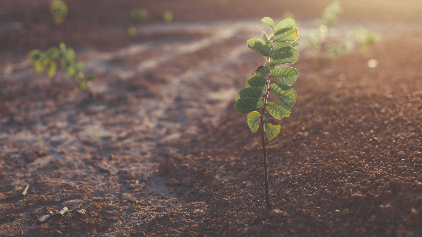 suelo-vivo-agricultura|suelo-vivo-agricultura